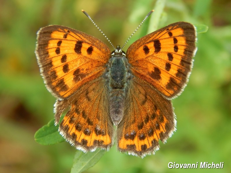Parco del Ticino 13.6.15